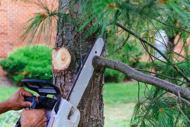 How Our Tree Care Process Works  in  Lafayette, TN